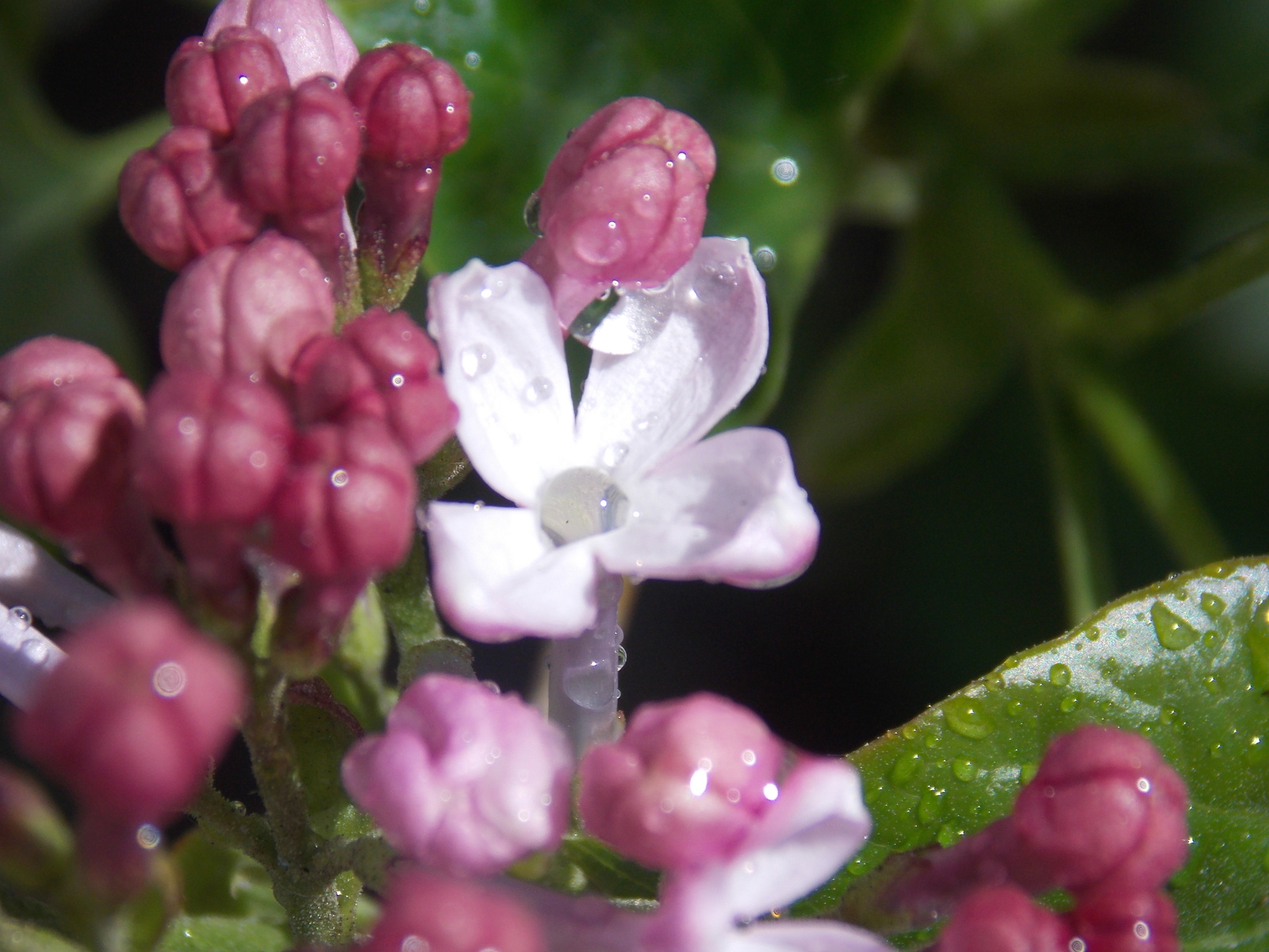 Photo seasons - My, Photo, Flowers, Landscape, Season, Seasons, Longpost