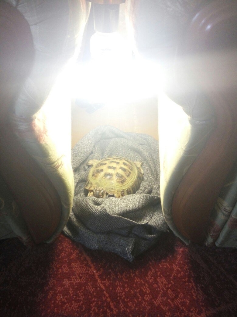 My turtle in his chambers - My, Turtle, , Dream, Princess