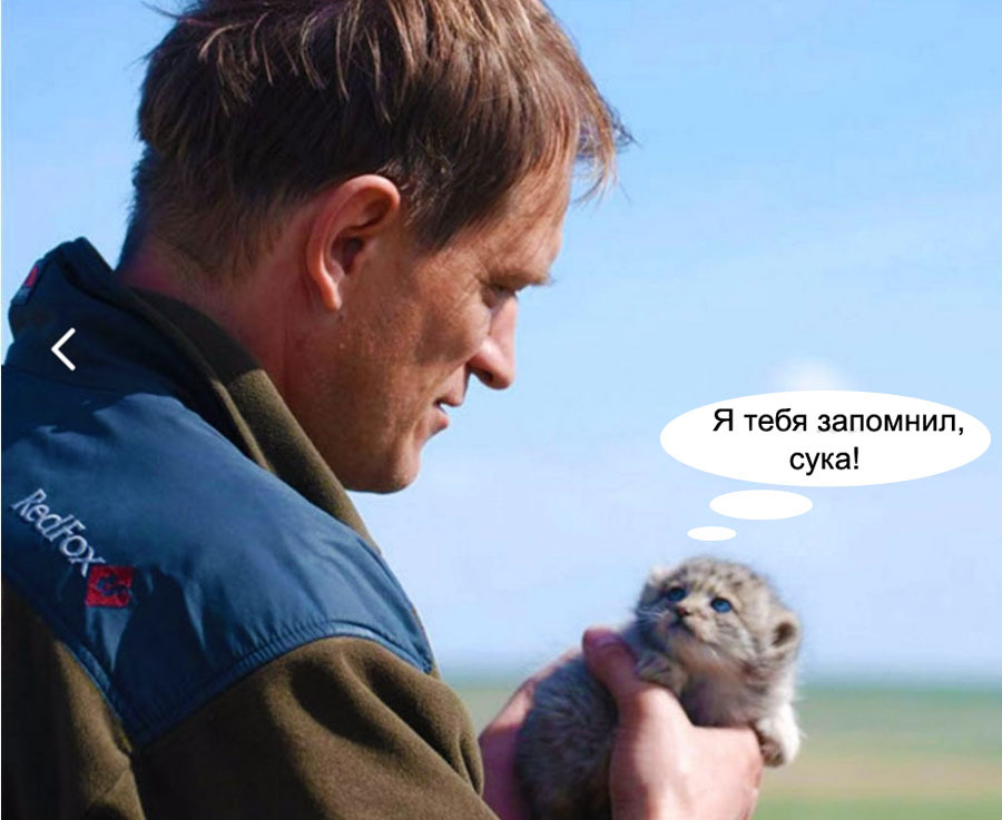 Young predator manul - Pallas' cat, Milota, Naturalist