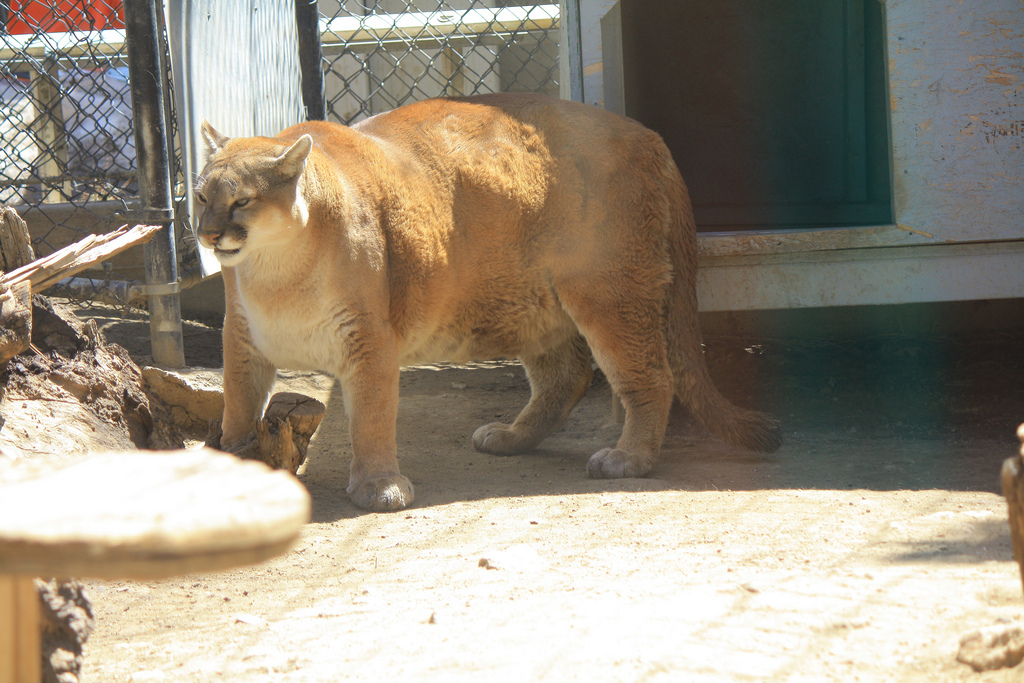 Wildlife of America - Animals, America, Puma, 