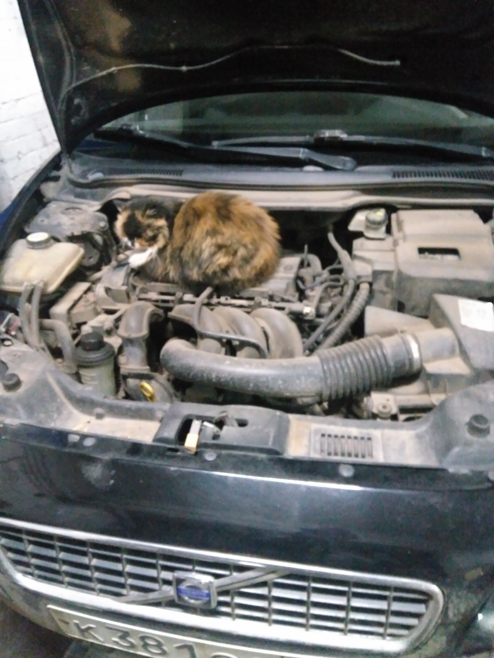 And the pussy understands cars - My, Volvo, cat, Service