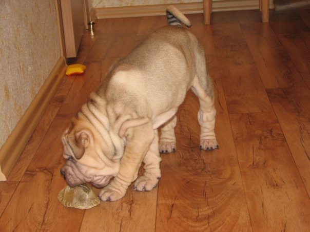 Beloved friend. - My, Dog, Shar Pei, Longpost