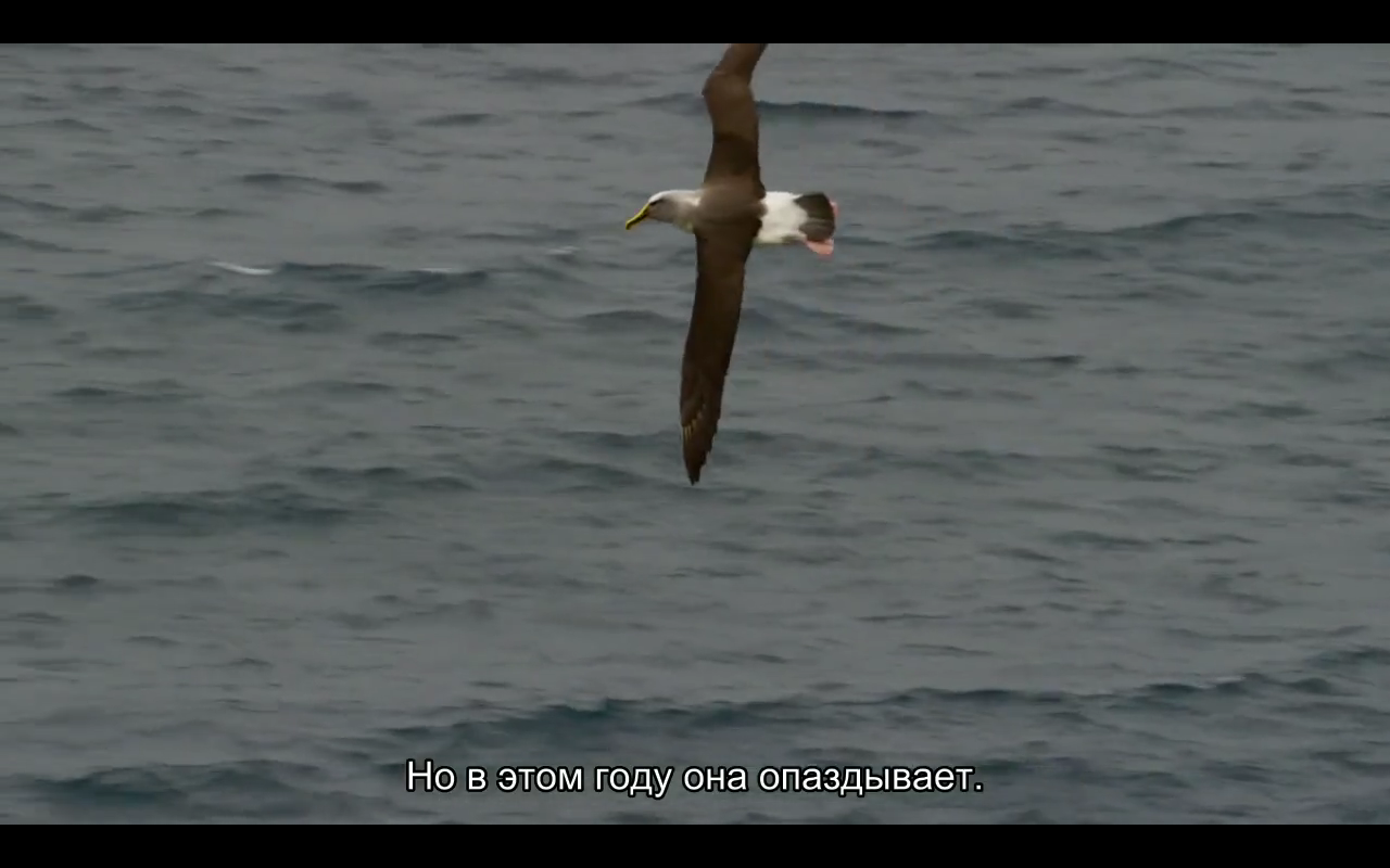 Love story of one bird - Albatross, BBC, Planet Earth, Nature, Island, Birds, Longpost