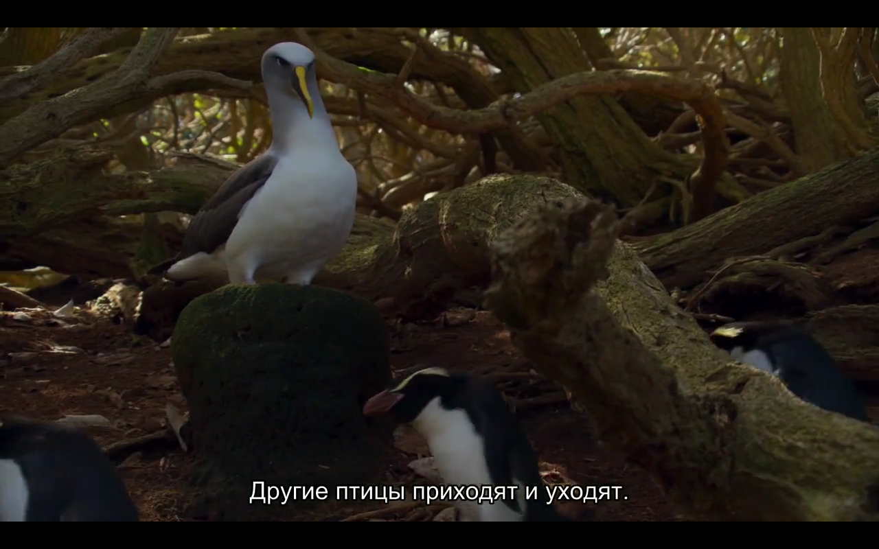 Love story of one bird - Albatross, BBC, Planet Earth, Nature, Island, Birds, Longpost