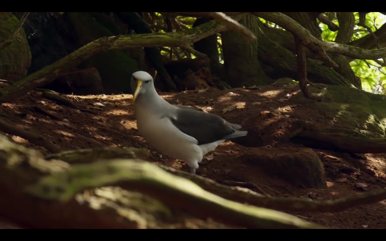 Love story of one bird - Albatross, BBC, Planet Earth, Nature, Island, Birds, Longpost