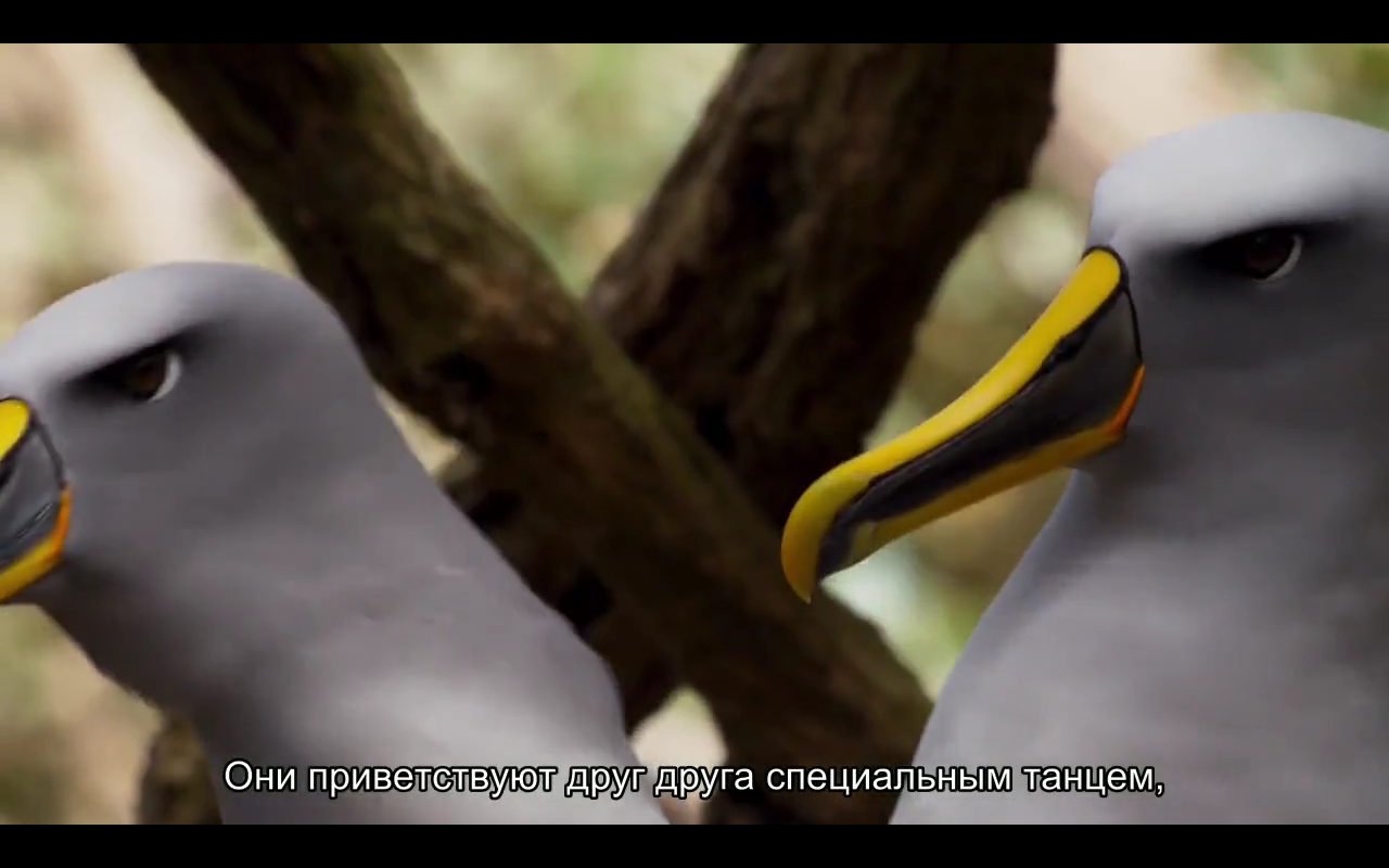 Love story of one bird - Albatross, BBC, Planet Earth, Nature, Island, Birds, Longpost