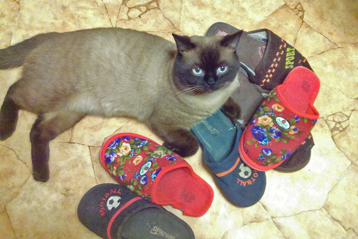 The cat got up first. - Photo, cat, Slippers, Blue eyes