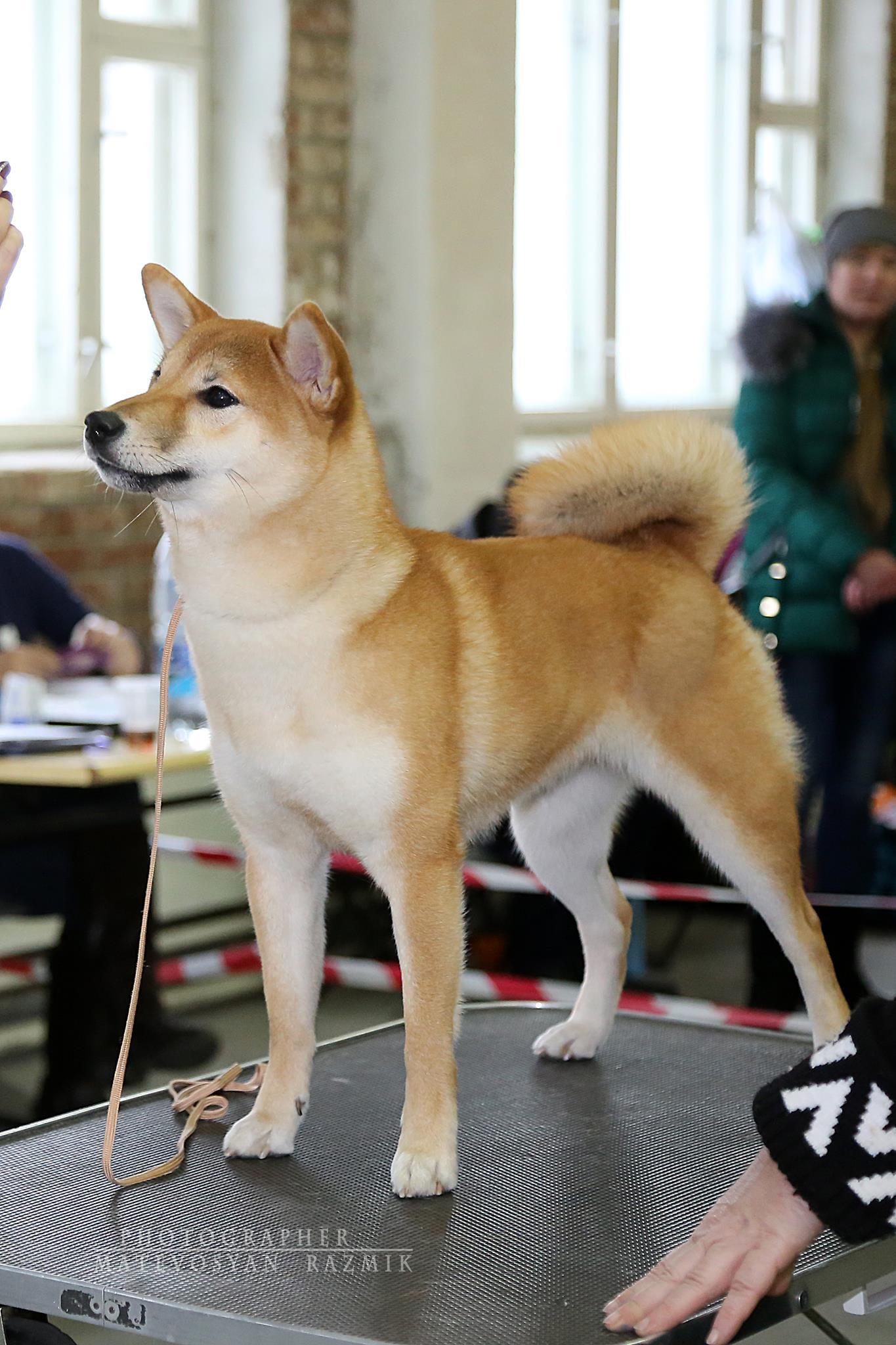 Dog show in Tolyatti. - My, Dog, Shiba, Shiba Inu, , Dog show, The photo, Exhibition