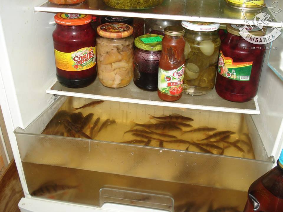 Aqua refrigerator. - Fishing, Aquarium, Pets, Humorist