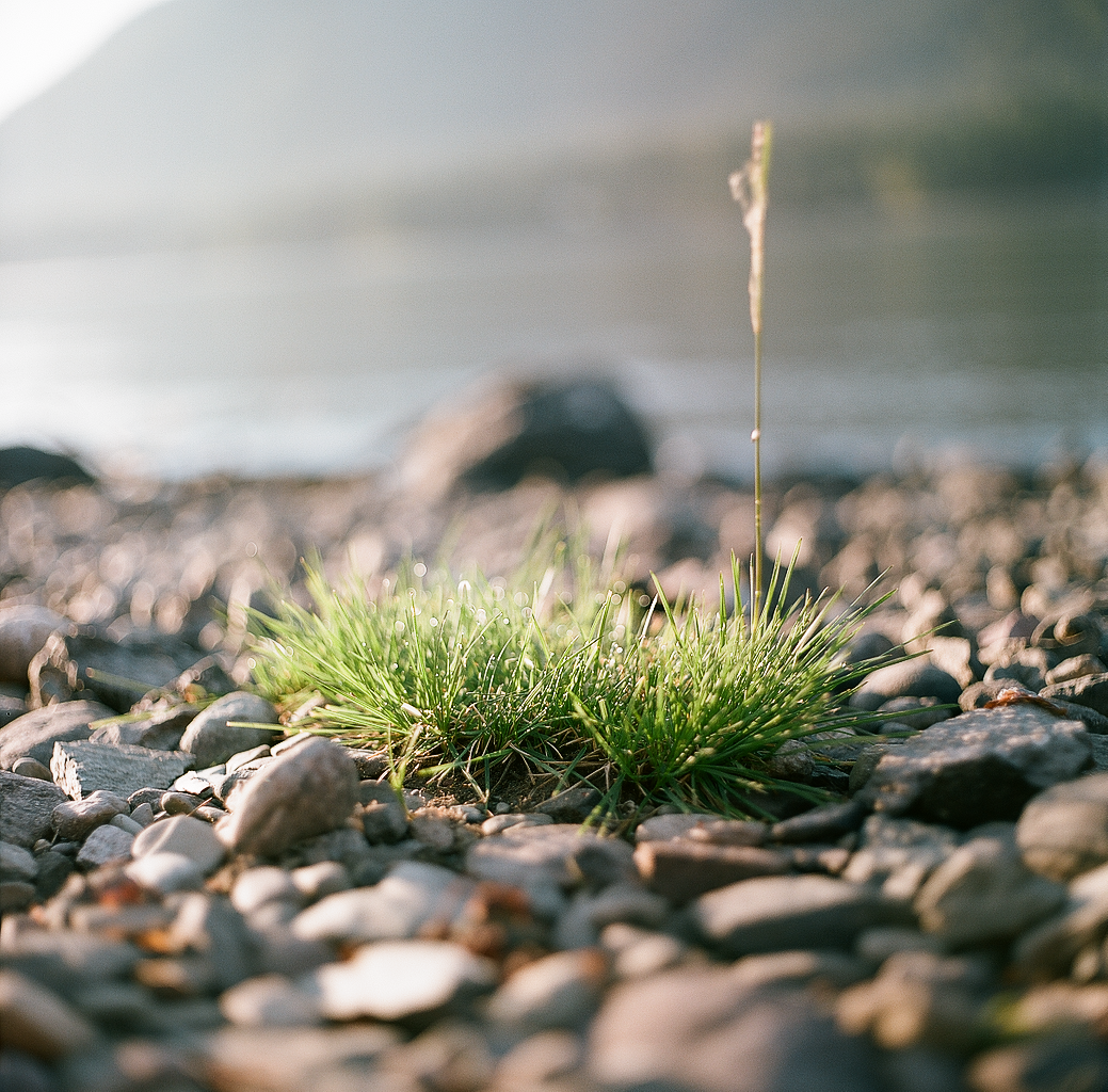 Altai, Lake Teletskoye - My, Altai, Photo, Film, Medium format, Longpost, My, Altai Republic