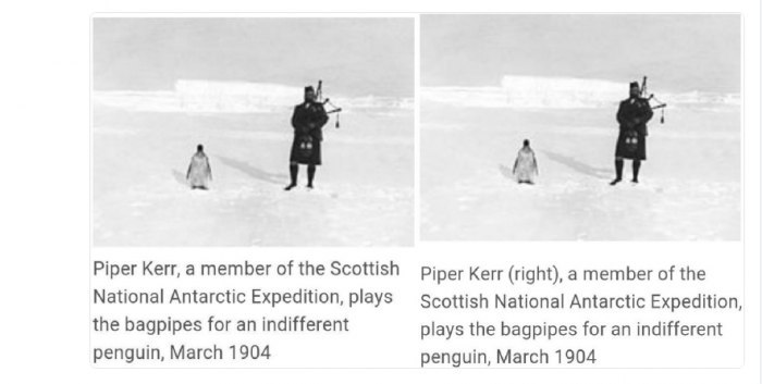 Piper Kerr and Penguin - Bagpipes, Penguins, Historical photo, Wikipedia, Humor, 1904