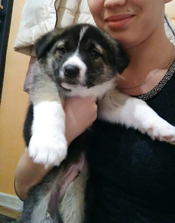 Looking for a home for a puppy. Novosibirsk. - My, Novosibirsk, Puppies, Help, In good hands, Looking for a house, House, Helping animals, Longpost