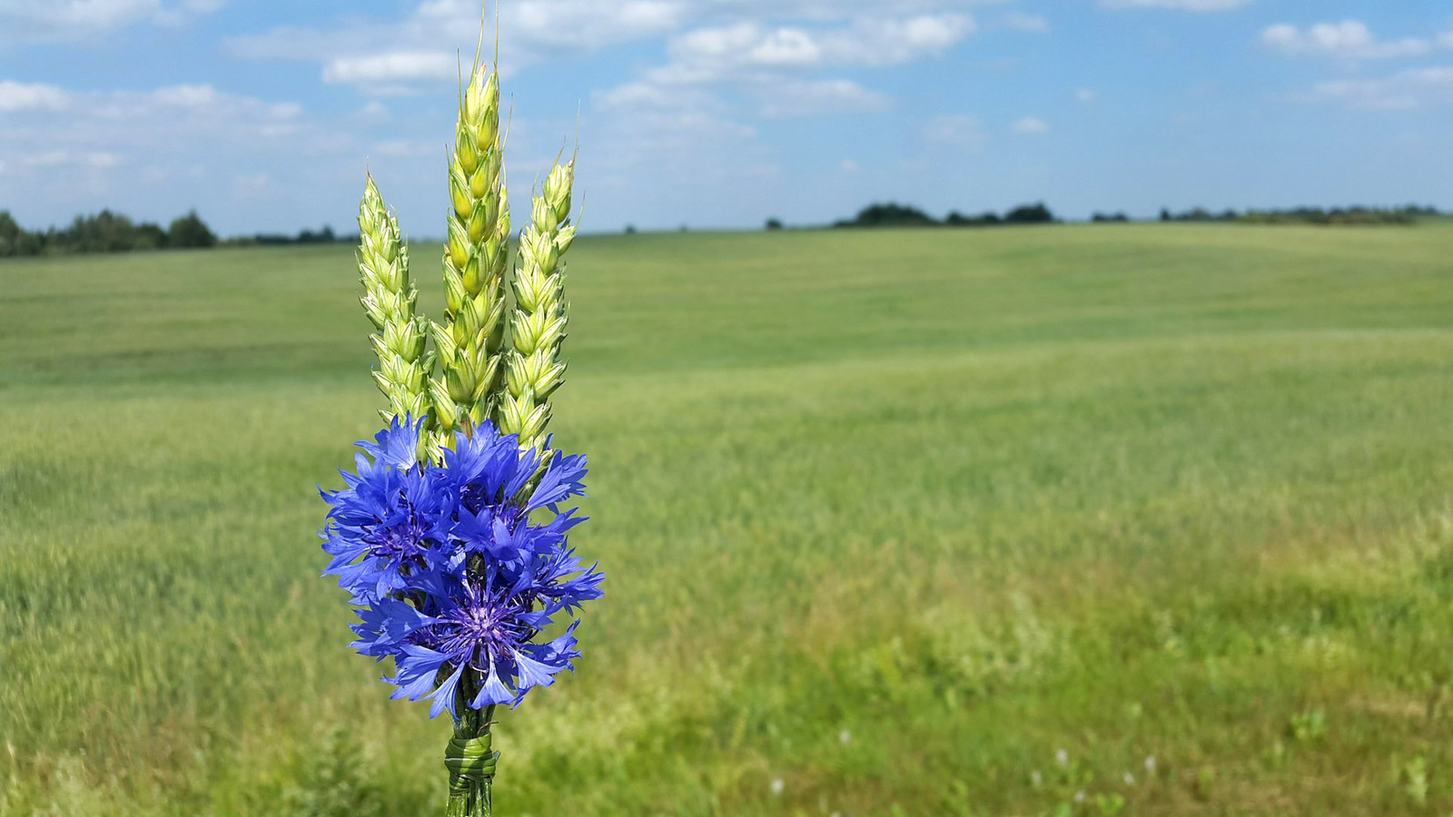 Wild camping bouquets. - My, Travels, Flowers, Bouquet, Longpost