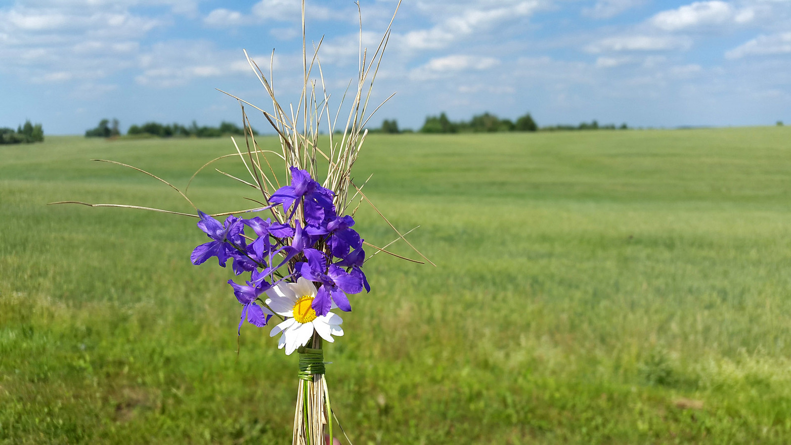 Wild camping bouquets. - My, Travels, Flowers, Bouquet, Longpost