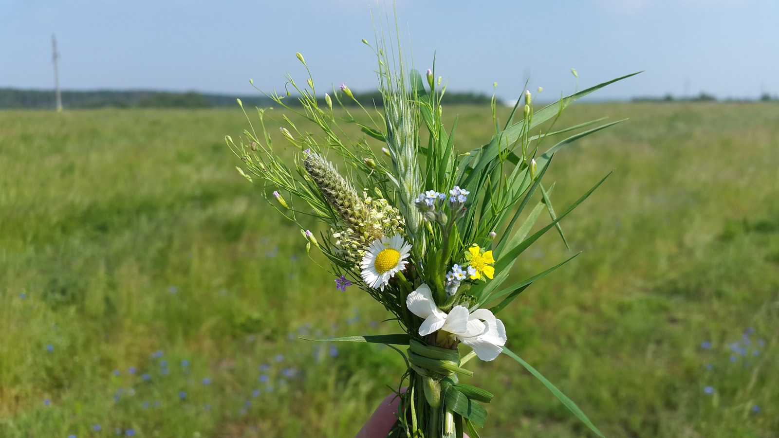 Wild camping bouquets. - My, Travels, Flowers, Bouquet, Longpost