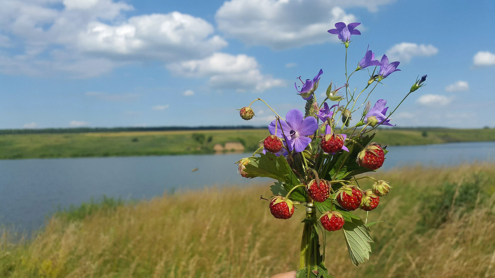 Wild camping bouquets. - My, Travels, Flowers, Bouquet, Longpost