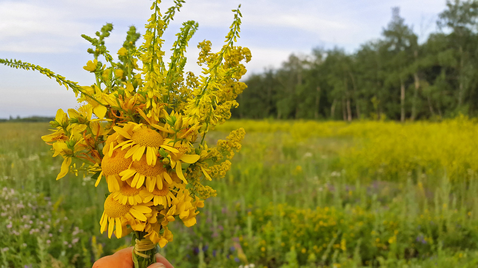 Wild camping bouquets. - My, Travels, Flowers, Bouquet, Longpost