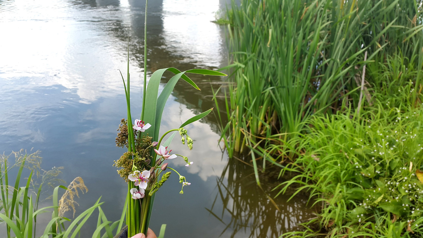 Wild camping bouquets. - My, Travels, Flowers, Bouquet, Longpost