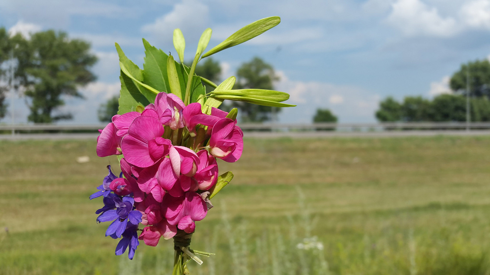 Wild camping bouquets. - My, Travels, Flowers, Bouquet, Longpost