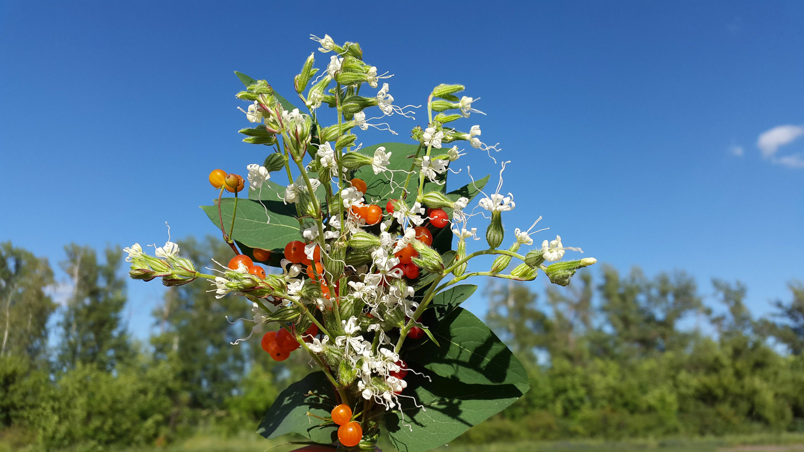 Wild camping bouquets. - My, Travels, Flowers, Bouquet, Longpost