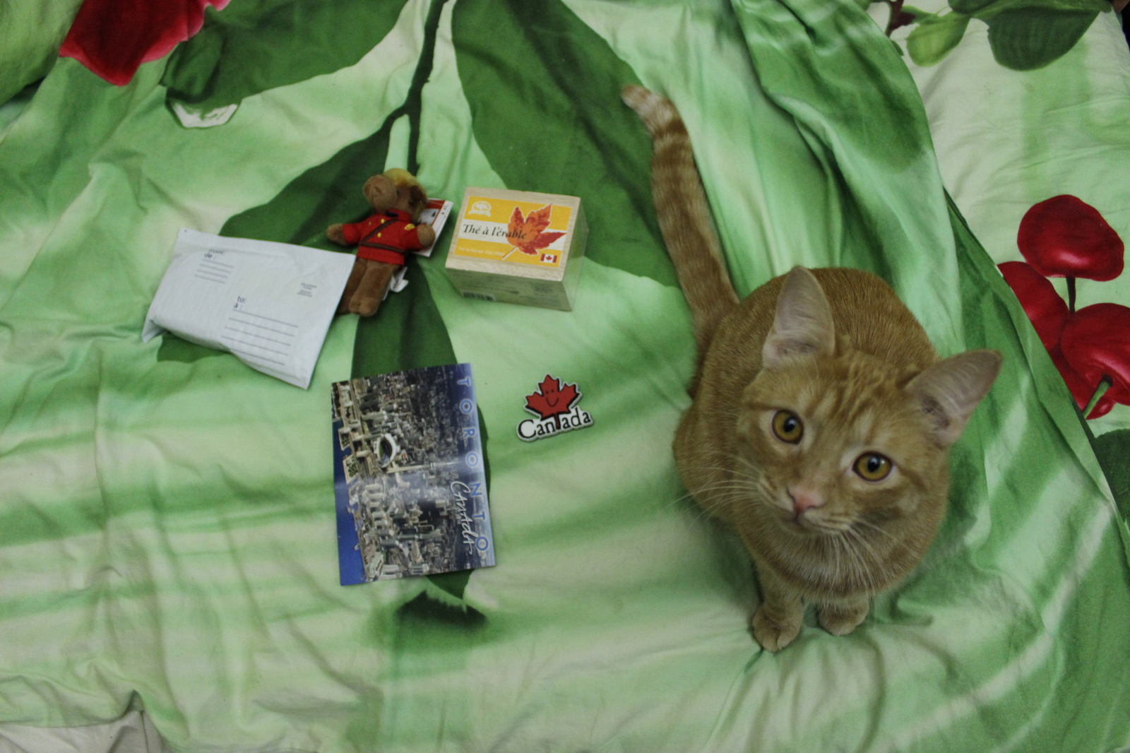 Secret Santa from Toronto - My, New Year, Secret Santa, Gift exchange, , Longpost, cat