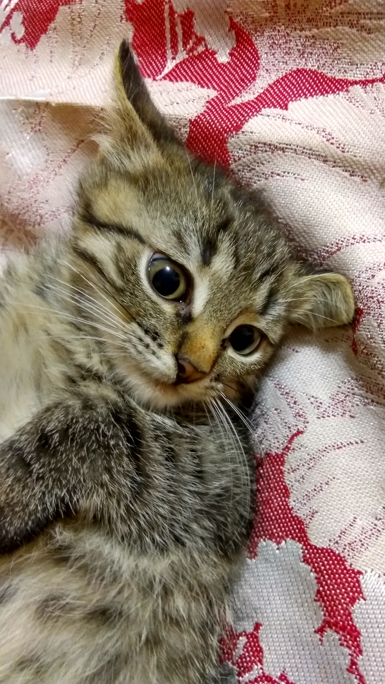 Котёнок | Пикабу