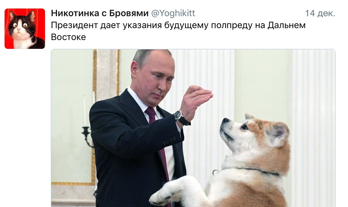 It's better for the Federation Council ^_^ - Vladimir Putin, Akita inu, Twitter