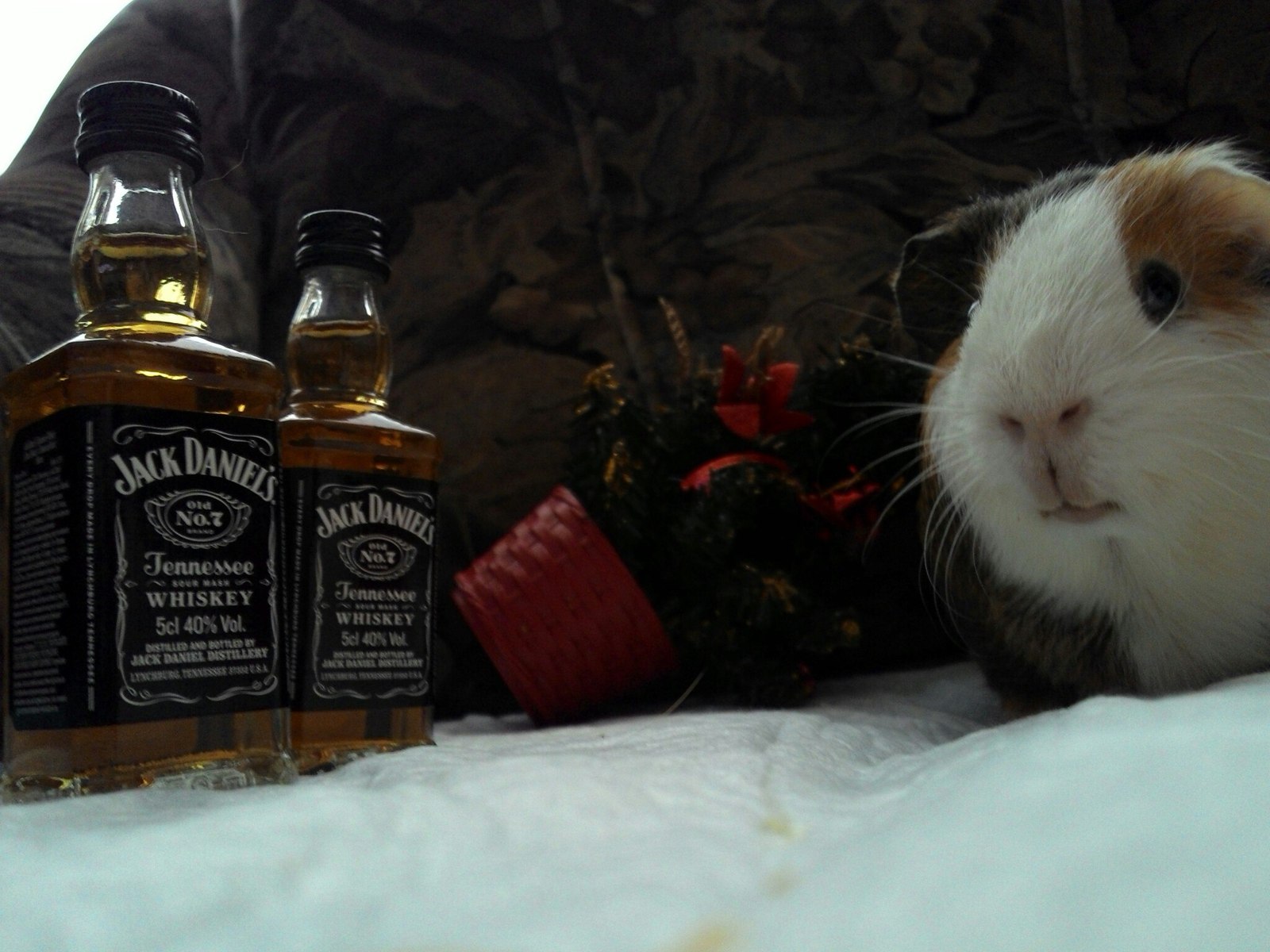 Innokenty is ready for the New Year! - My, Guinea pig, New Year, Milota, Jack daniels, Longpost