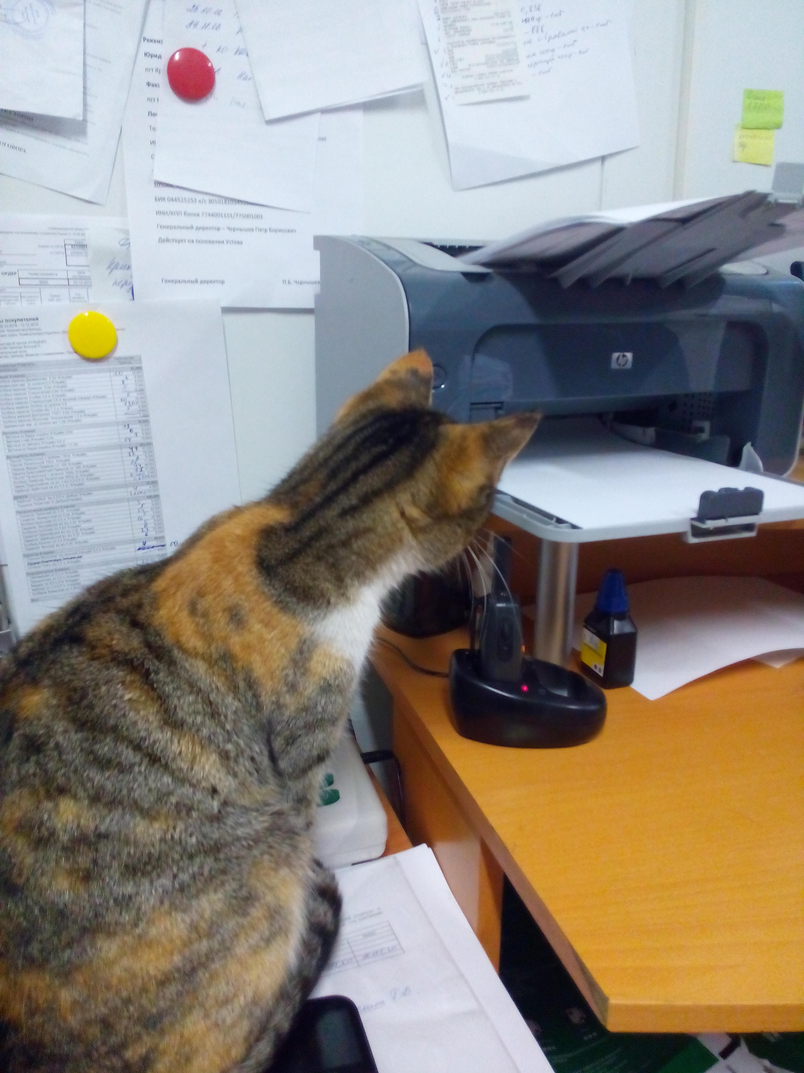 When there is nothing to do at work.. - My, cat, a printer, Photo, Longpost