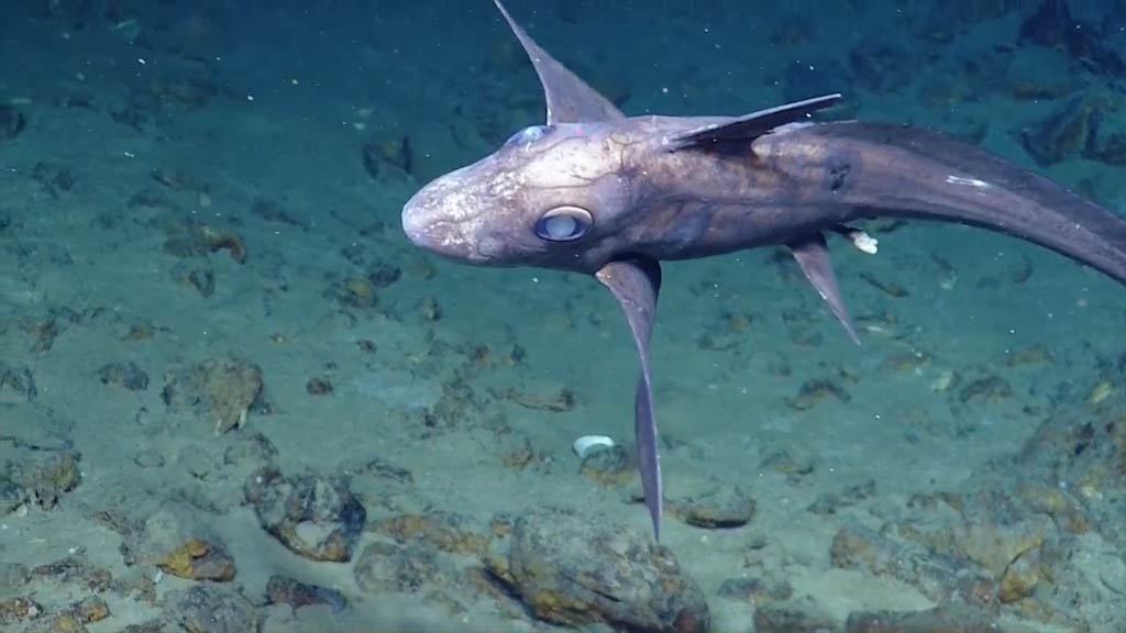 Analysis of the flight of a ghost shark - A fish, The science, Reply to post, League of biologists, , Biology, Longpost, Exposure