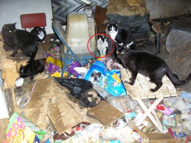 Rescued cats from a dirty house in Iowa - Iowa, cat, Shelter, The rescue, Longpost