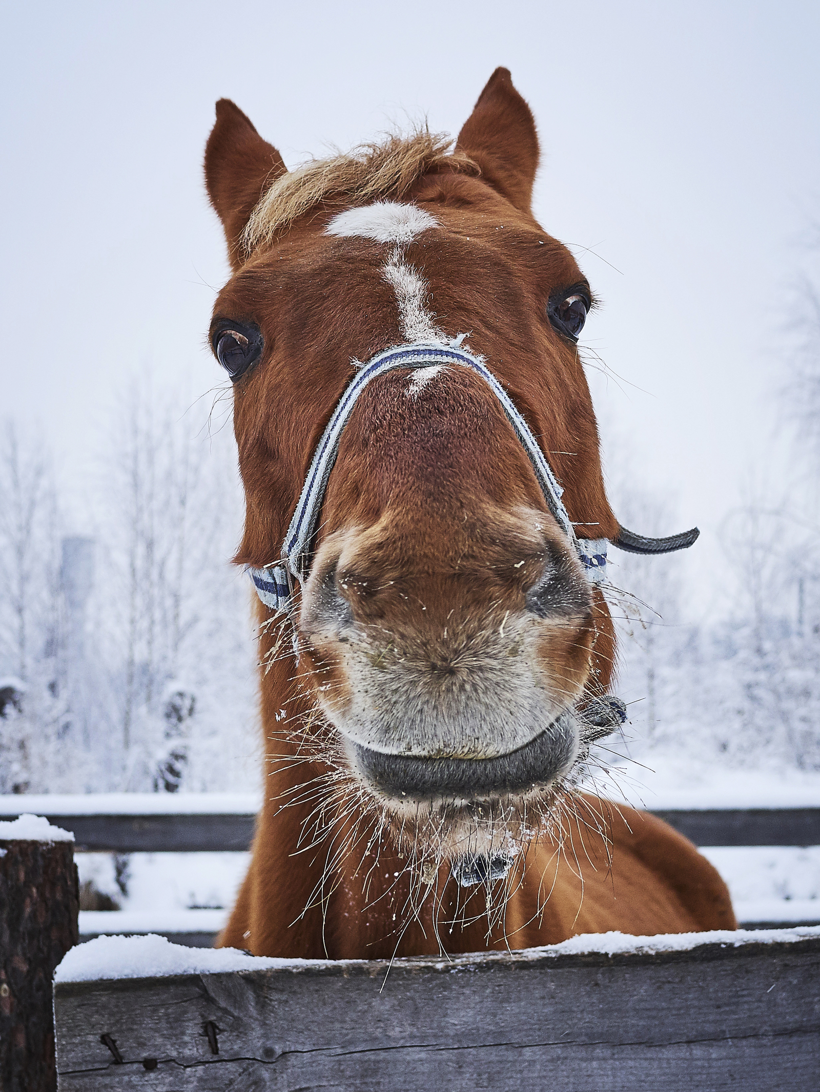 Hey - My, Muzzle, Portrait