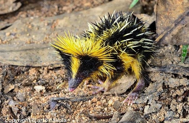 Striped bristly hedgehog - Animals, Photo, Images, Text