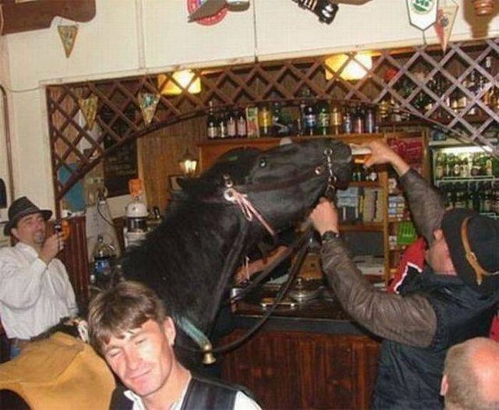 How boring i live - Horses, Beer