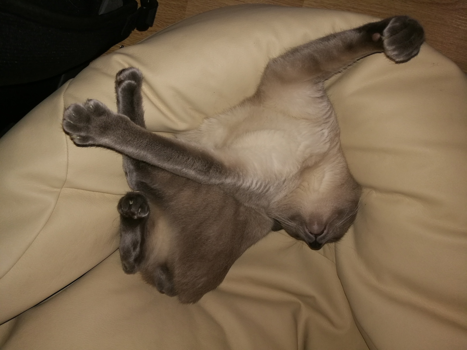 My cat is broken! - My, cat, Relaxation