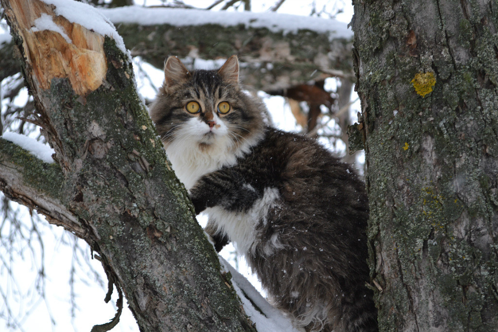 PRO TIMKA 2 - My, cat, Timka, Winter, Fun, Longpost