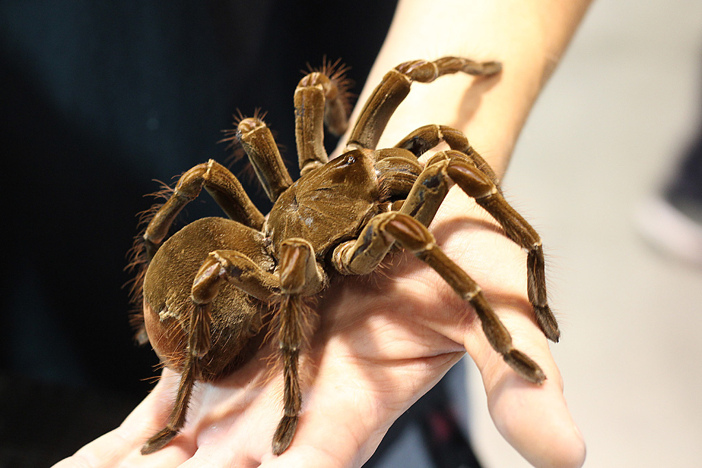 Tarantula spiders (Theraphosidae). - My, Hobby, Spider, Tarantula, Bird spiders, Pet, Longpost, Pets