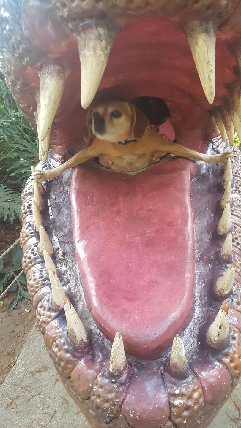 In the jaws of death. - Dog, Dinosaurs, Photo, Longpost