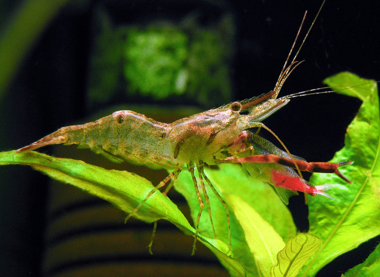 The most interesting aquarium shrimp. Part 3 - Aquarium, Aquarium shrimp, Scalariki, Video, Longpost