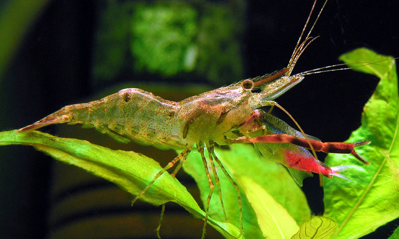 The most interesting aquarium shrimp. Part 3 - Aquarium, Aquarium shrimp, Scalariki, Video, Longpost