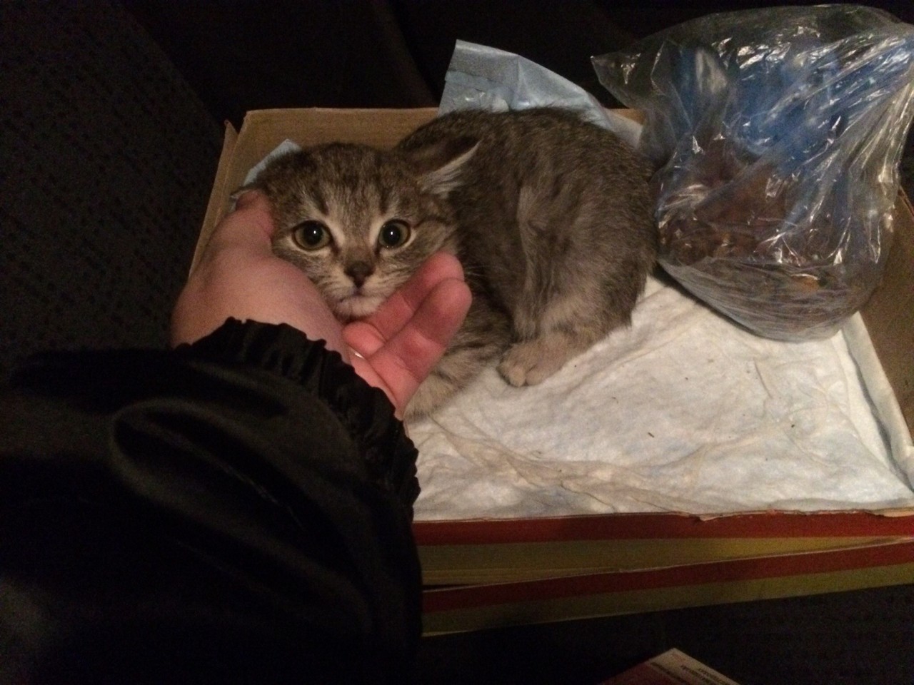 Rescuing a Kitten with Frozen Paws - cat, The rescue, Frostbite, Ob, Found a home, Longpost, Video