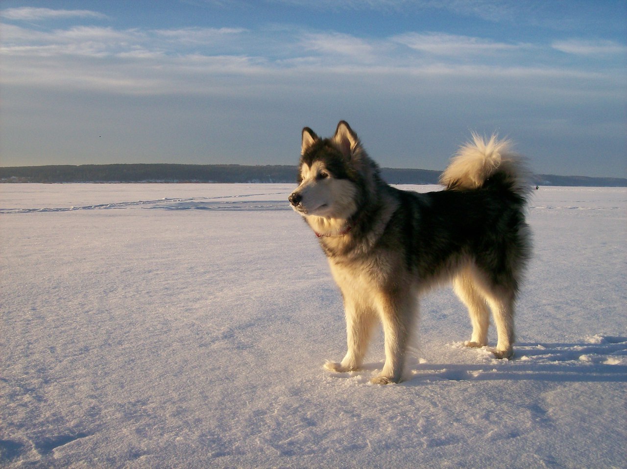 Meets the dawn, frost -25 :) - My, Alaskan Malamute, Dog, dawn