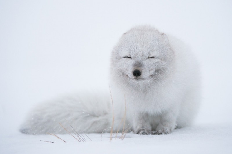 Песец или полярная лисица | Пикабу