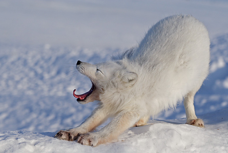 Arctic fox or polar fox - Arctic fox, , Longpost