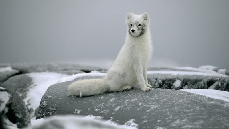 Arctic fox or polar fox - Arctic fox, , Longpost