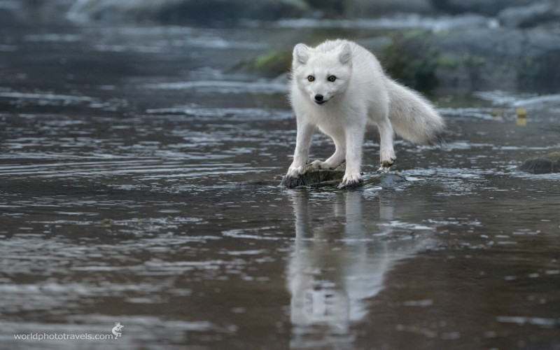 Arctic fox or polar fox - Arctic fox, , Longpost