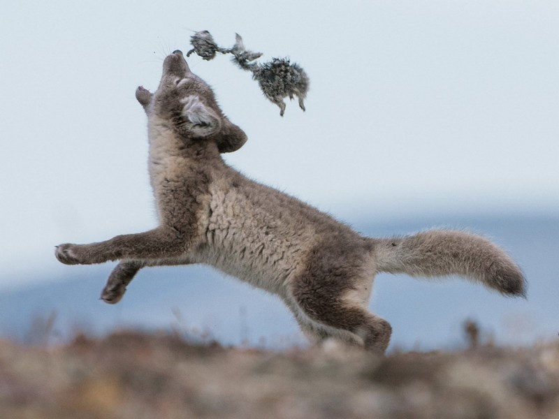 Arctic fox or polar fox - Arctic fox, , Longpost