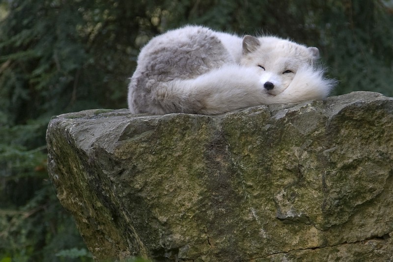 Arctic fox or polar fox - Arctic fox, , Longpost