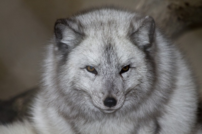 Arctic fox or polar fox - Arctic fox, , Longpost