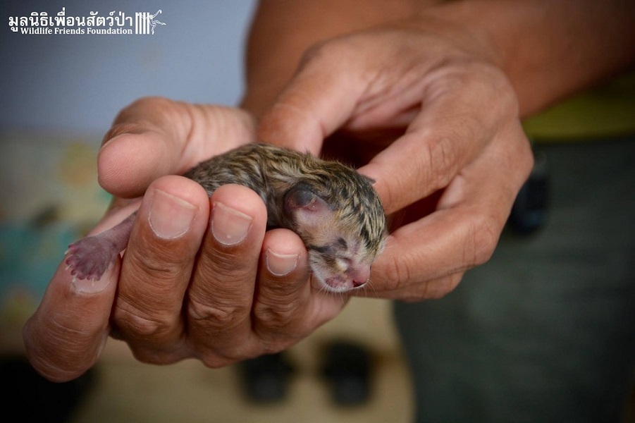 Tiny kitten found on the street is not what it seemed - Foundling, Nature, cat, Fishing Cat, Asia, Thailand, Text, Photo, Longpost